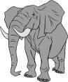 TOUT SUR LELEPHANT