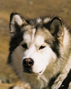chien