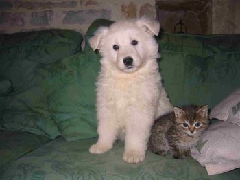 trop beau