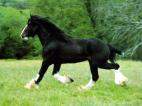 cheval
