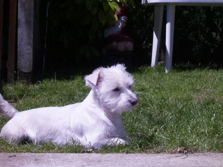 snoopy