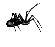 araignée